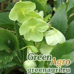 Семена Морозник остролистный (Helleborus argutifolius) 2 гр.