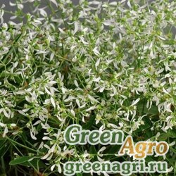 Семена Молочай злаковидный (Euphorbia graminea) "Glitz" (white) raw 1000 шт.