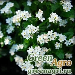 Семена Незабудка альпийская (Myosotis alpestris) (white) 30 гр.
