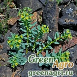 Молочай монгольский (Euphorbia mongolica) 1 гр.
