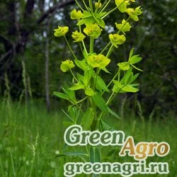 Семена Молочай грузинский (Euphorbia iberica) 0.5 гр.