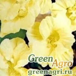 Семена Настурция большая (Tropaeolum majus) "Moon Gleam" 100 гр.