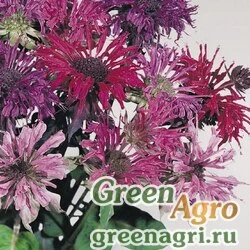 Монарда двойчатая (Monarda didyma) "Panorama" (mix) raw 250 шт.