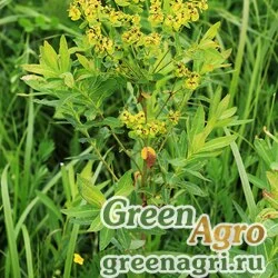 Семена Молочай манчжурский (Euphorbia mandshurica) 3 гр.