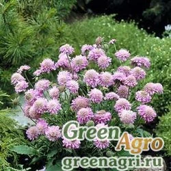 Скабиоза японская Scabiosa japonica PINK DIAMONDS PINK Raw 1000