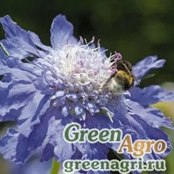 Семена Скабиоза кавказская (Scabiosa caucasica) "Fama" (deep blue) raw 1000 шт.