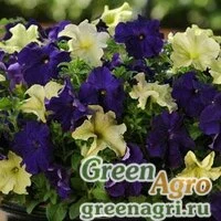 Семена нескольких сортов петунии в одном драже (Petunia + Petunia) "Fuseables Petunia" (pleasantly blue) precision Multi-pelleted Нов. 100 шт.