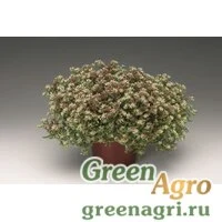 Семена Седум невии (Sedum nevii) "Silver Frost" (white) raw 1000 шт.