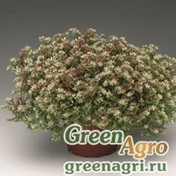 Семена Седум невии (Sedum nevii) "Silver Frost" (white) raw 1000 шт.