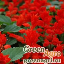 Семена Сальвия блестящая (Salvia splendens) "Scarlet Queen" (scarlet) raw 1000 шт.