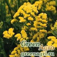 Семена Статица (Лимониум) выемчатая (Limonium sinuatum) "Qis" (yellow) raw 1000 шт.