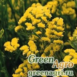 Семена Статица (Лимониум) выемчатая (Limonium sinuatum) "Qis" (yellow) raw 1000 шт.