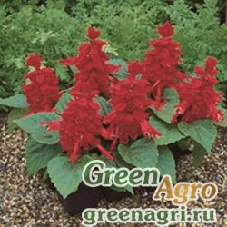 Семена Сальвия блестящая (Salvia splendens) "Salsa" (scarlet) raw 1000 шт.