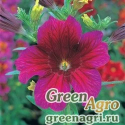 Сальпиглоссис выемчатый Salpiglossis sinuata Royale F1 Purple Pelleted 1000
