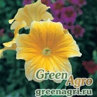 Семена Сальпиглоссис выемчатый (Salpiglossis sinuata) "Royale F1" (yellow) raw 1000 шт.