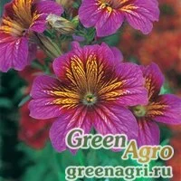 Семена Сальпиглоссис выемчатый (Salpiglossis sinuata) "Royale F1" (purple bicolour) raw 1000 шт.