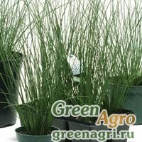 Семена Ситник искривленный (Juncus inflexus) "Blue Arrows" (green) multi-pelleted 1000 шт.