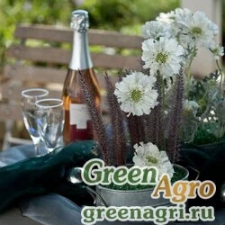 Скабиоза кавказская Scabiosa caucasica Fama White Coated 1000