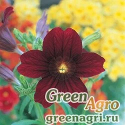 Семена Сальпиглоссис выемчатый Salpiglossis sinuata Royale F1 Chocolate Raw 1000