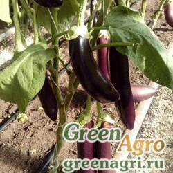 Семена Баклажан Десерт Голиафа (1уп-25гр)