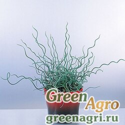 Семена Ситник искривленный (Juncus inflexus) "Twisted Arrows" (green) multi-pelleted 100 шт.