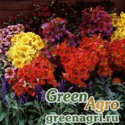 Сальпиглоссис выемчатый Salpiglossis sinuata Royale F1 Mix Raw 1000