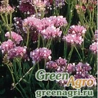 Семена Статица (Лимониум) выемчатая (Limonium sinuatum) "Qis" (rose) raw 1000 шт.