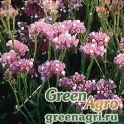 Семена Статица (Лимониум) выемчатая (Limonium sinuatum) "Qis" (rose) raw 1000 шт.