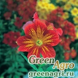 Сальпиглоссис выемчатый Salpiglossis sinuata Royale F1 Red Bicolour Raw 1000