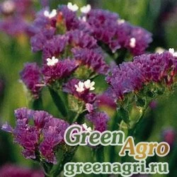 Семена Статица (Лимониум) выемчатая (Limonium sinuatum) "Qis" (blue pale) raw 1000 шт.
