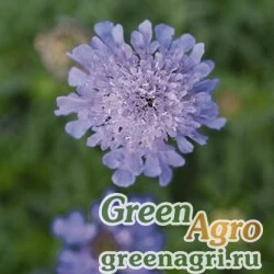 Семена Скабиоза японская разн. альпийская (Scabiosa japonica) "Ritz" (blue) raw 1000 шт.