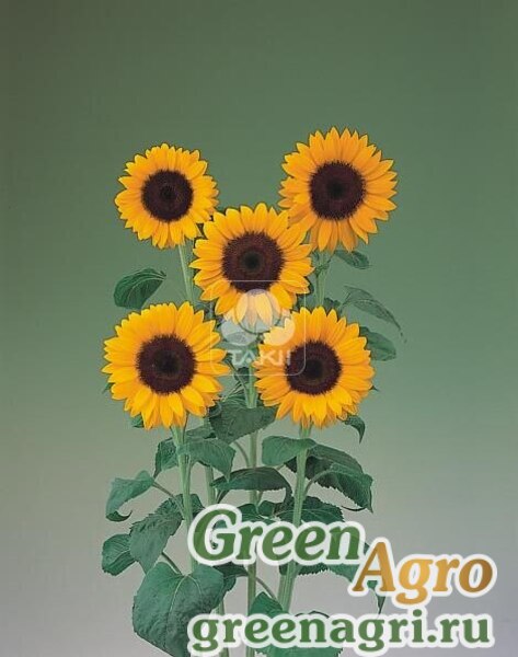 Купить Семена Подсолнечник летний (Helianthus annuus) "Sunrich f1 ...