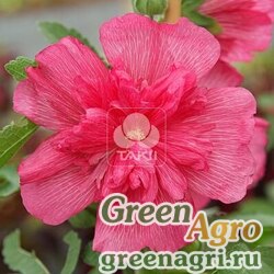 Семена Мальва (Штокроза) розовая (Alcea rosea annua) "Spring Celebrities" (rose) raw 100 шт.