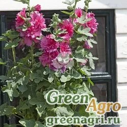 Семена Мальва (Штокроза) розовая (Alcea rosea annua) "Spring Celebrities" (carmine-rose) raw 100 шт.