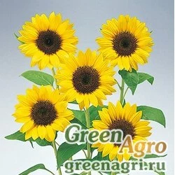 Семена Подсолнечник летний (Helianthus annuus) "Premier F1" (up lime) precision 100 шт.