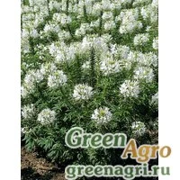 Семена Клеома Хасслера (Cleome hassleriana) "Sparkler F1" (white) primed 100 шт.