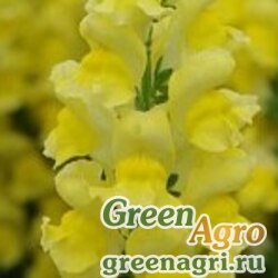 Львиный зев (Антирринум) большой (Antirrhinum majus) "Snaptini F1" (yellow) pelleted 250 шт.