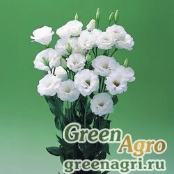 Семена Лизиантус (Эустома) крупноцветковый (Lisianthus grandiflorum) "Arena II F1" (white) pelleted 1000 шт.