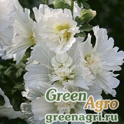 Семена Мальва (Штокроза) розовая (Alcea rosea annua) "Spring Celebrities" (white) raw 100 шт.