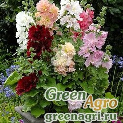 Семена Мальва (Штокроза) розовая (Alcea rosea annua) "Spring Celebrities" (formula Mixture) raw 100 шт.