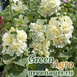 Семена Мальва (Штокроза) розовая (Alcea rosea annua) "Spring Celebrities" (lemon) raw 100 шт.