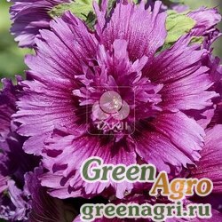 Семена Мальва (Штокроза) розовая (Alcea rosea annua) "Spring Celebrities" (purple) raw 100 шт.