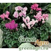 Семена Цикламен персидский (Cyclamen persicum) "Friller F1" (flame mix) raw 500 шт.