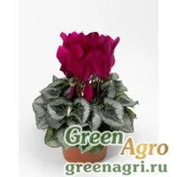 Семена Цикламен персидский (Cyclamen persicum) "Sterling F1" (mix) raw 500 шт.