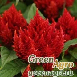 Семена Целозия метельчатая (Celosia plumosa) "Kimono" (yellow) raw 1000 шт.