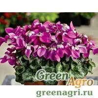 Семена Цикламен персидский (Cyclamen persicum) "Fleur en Vogue F1" (purple) raw 500 шт.