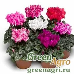 Цикламен персидский (Cyclamen persicum) "Midori F1" (synchro mix) raw 50 шт.