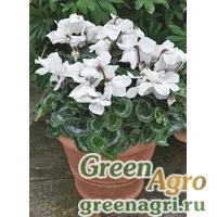 Семена Цикламен персидский (Cyclamen persicum) "Fleur en Vogue F1" (white) raw 500 шт.
