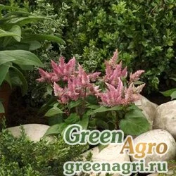 Семена Целозия колосистая перистая Celosia spicata SPIKY PINK Filmcoat 1000