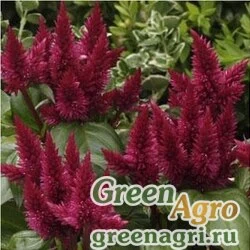 Семена Целозия колосистая перистая Celosia spicata SPIKY PURPLE Filmcoat 1000